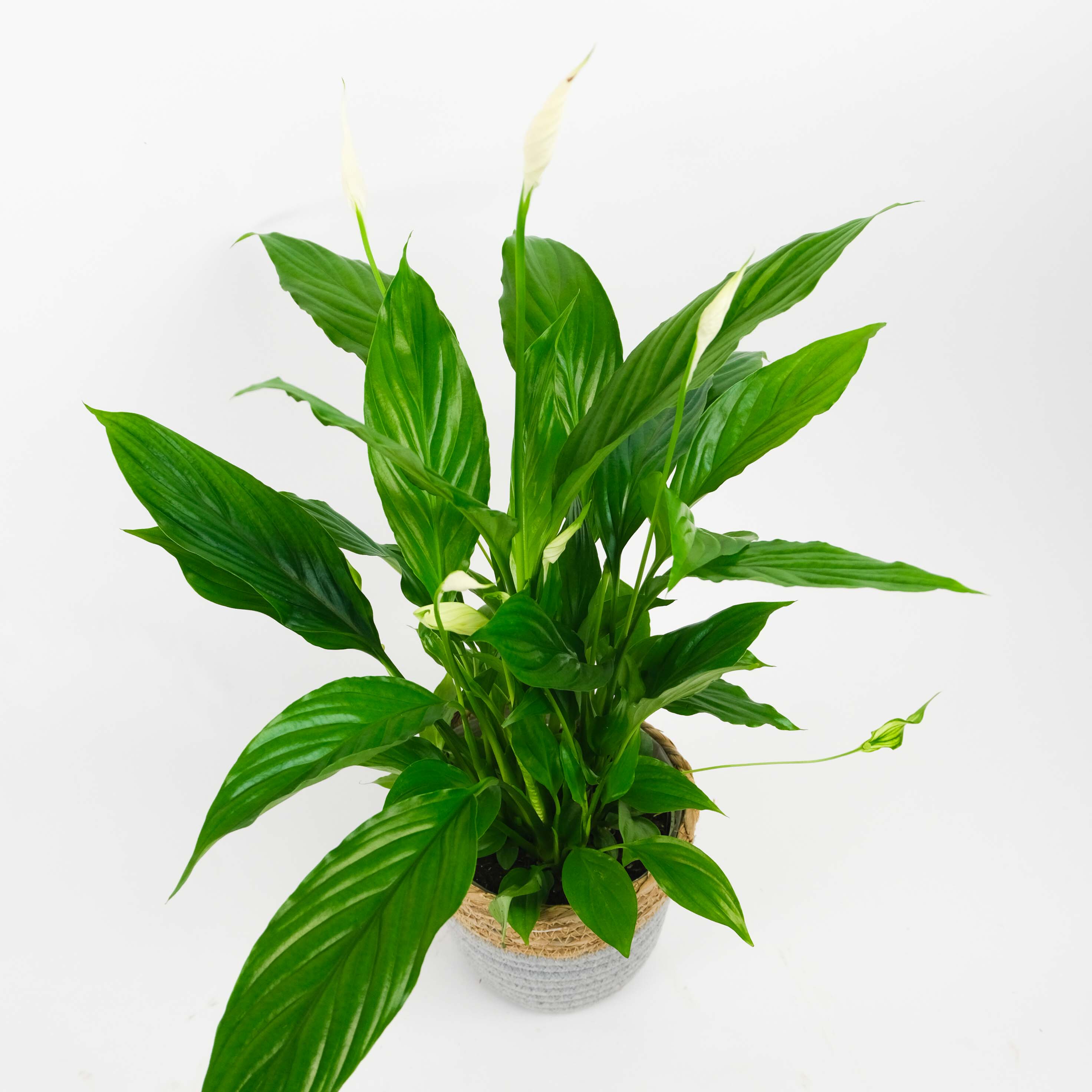 Peace Lily With Pot