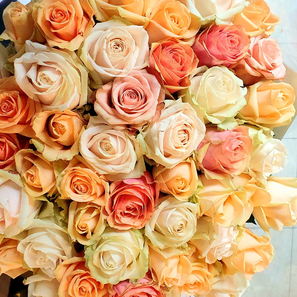 Pastel blend roses