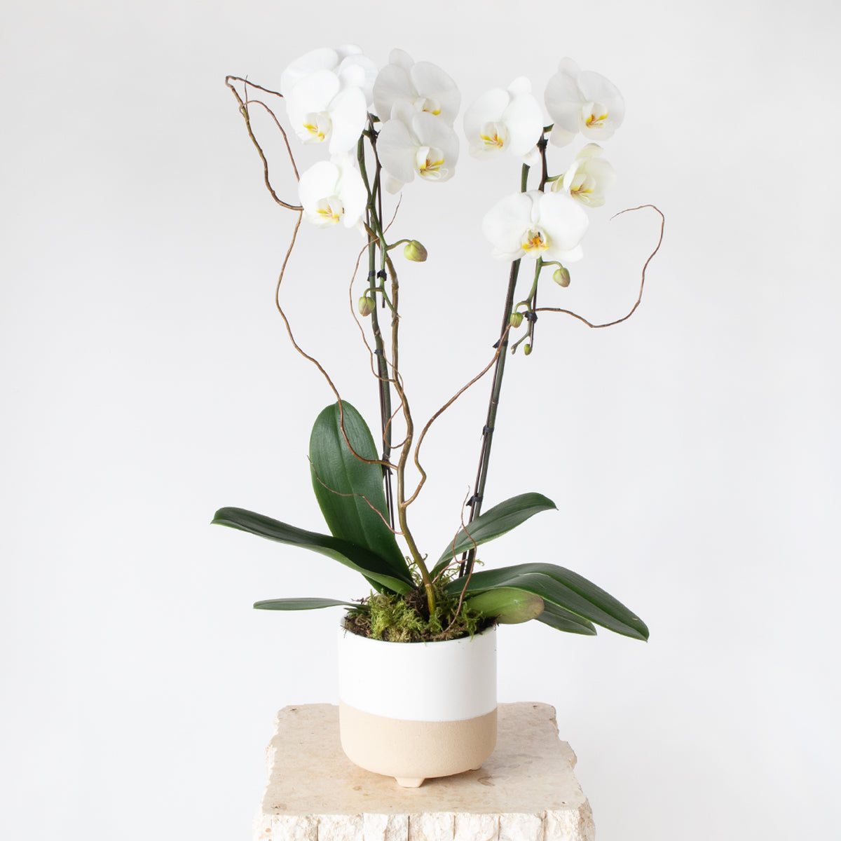 2 Stems Potted Orchid