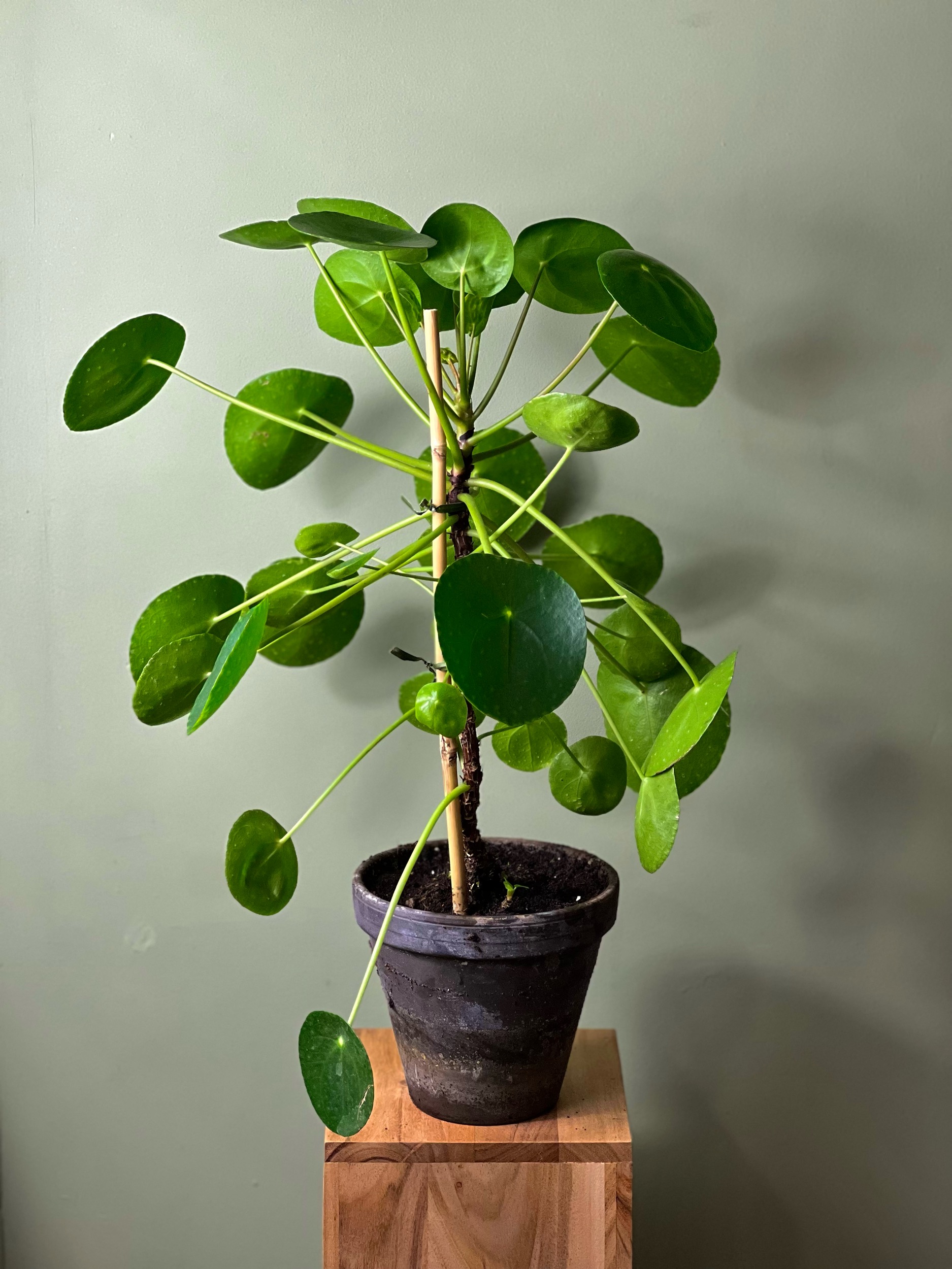 Pilea Tree
