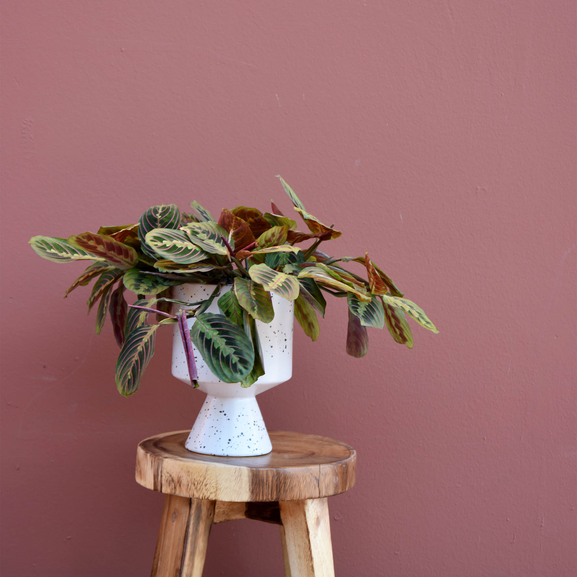 Prayer Plant