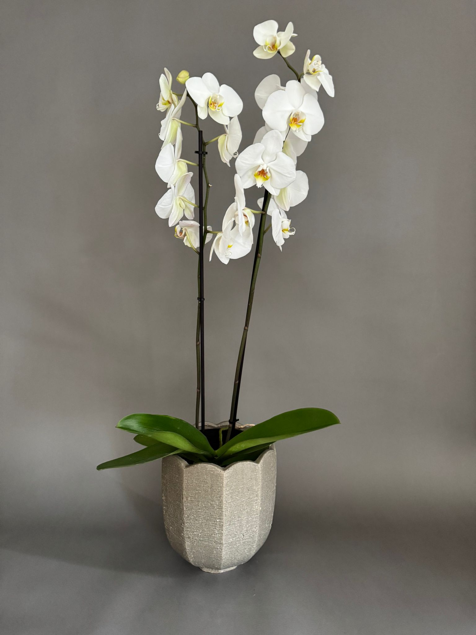 Orchid in Bowl