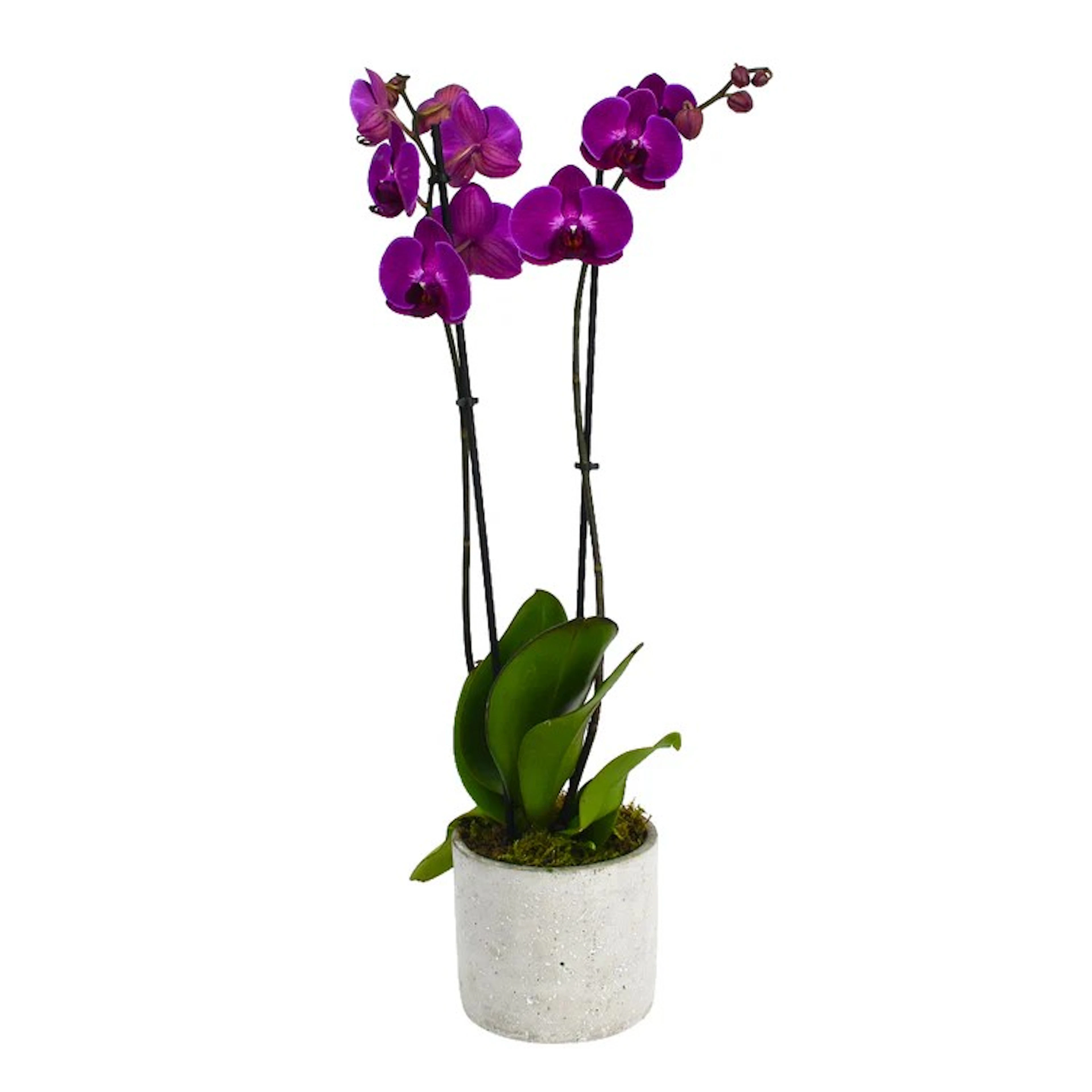 Original by Flowers & Plants Co — flowers available for delivery from Floom
