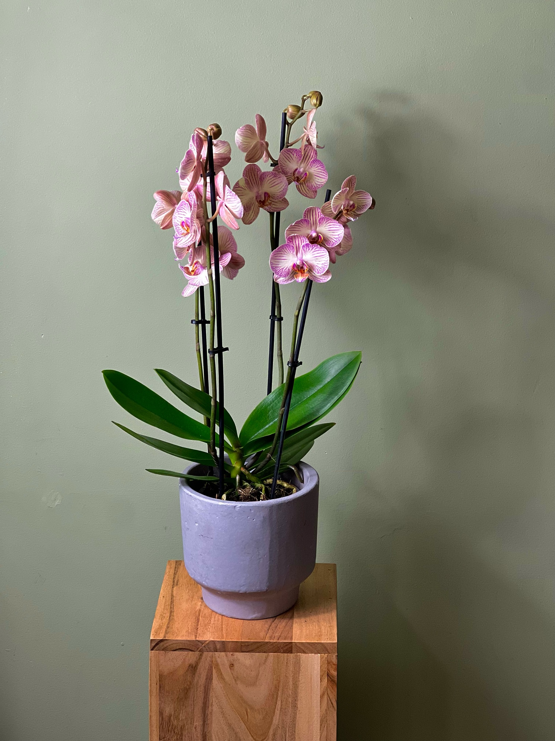 Double Colour Orchid