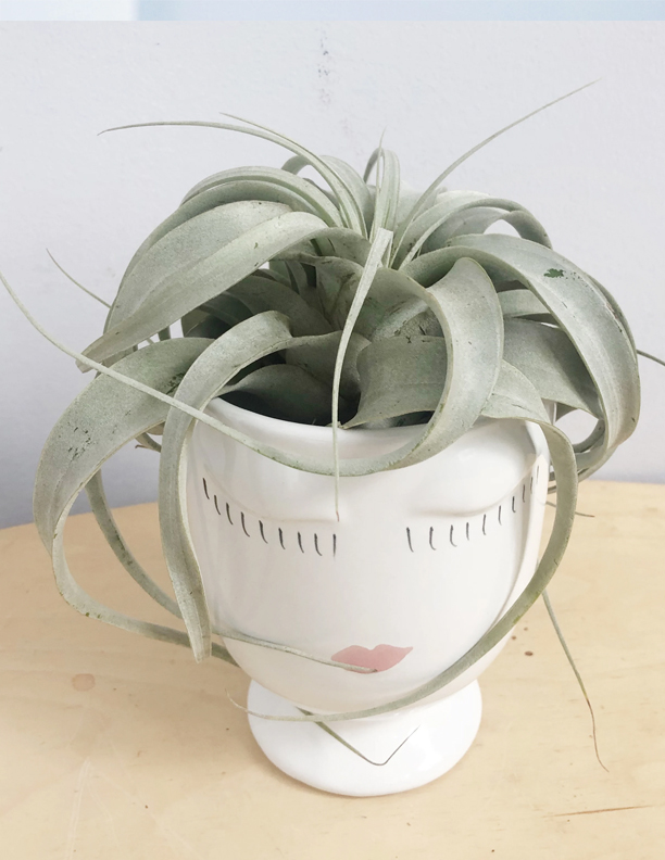 Air Plant Queen
