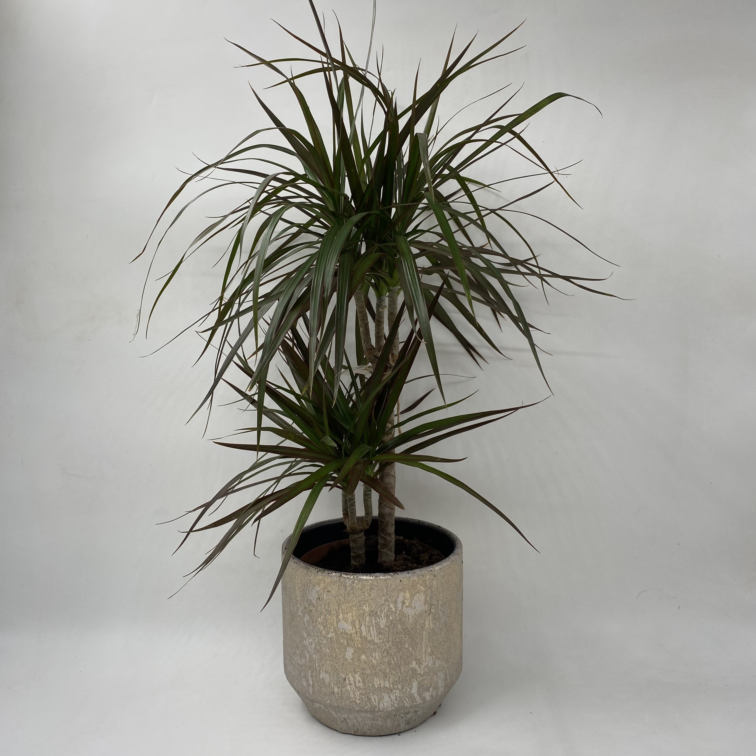 Dracena marginata
