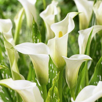 20 White Callas Vase