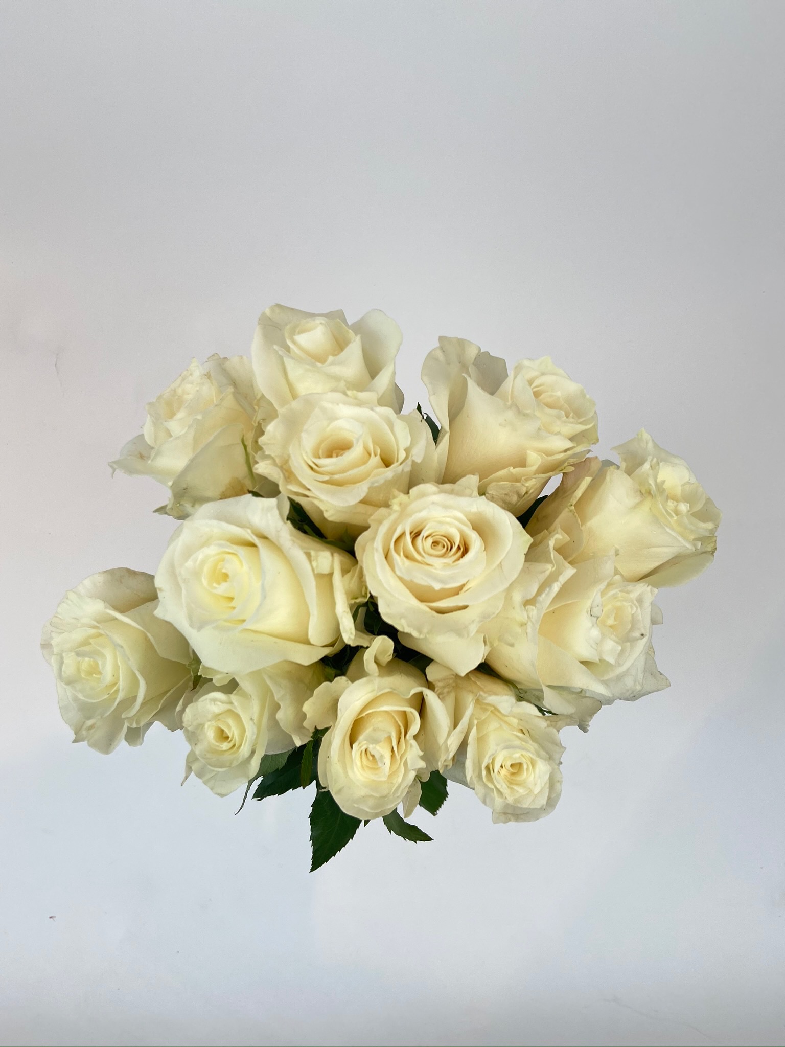 Classic White Roses