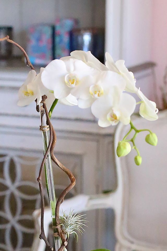 White Irvine Orchids