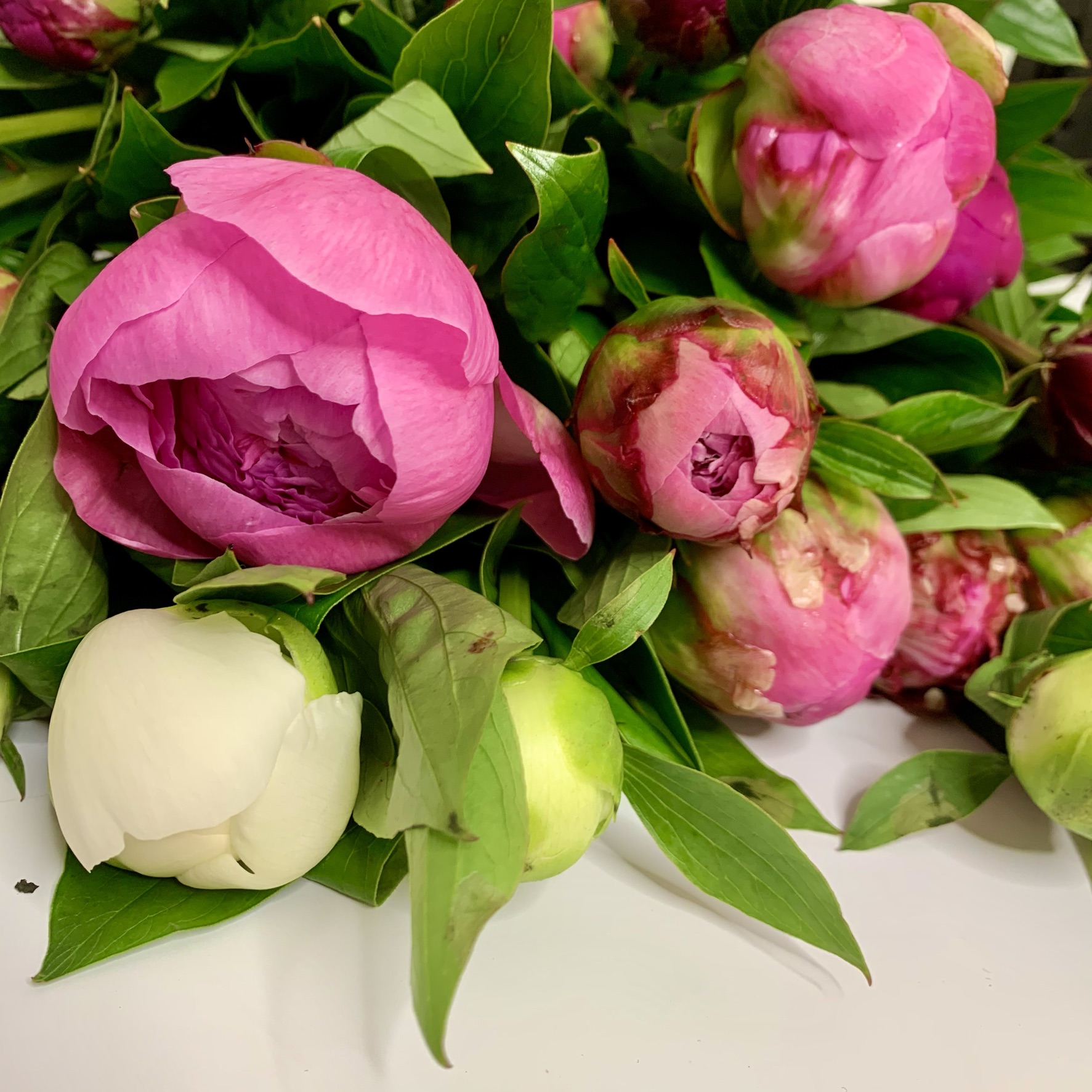 PEONIES