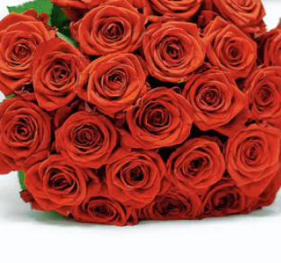 24s Love Me Tender XL