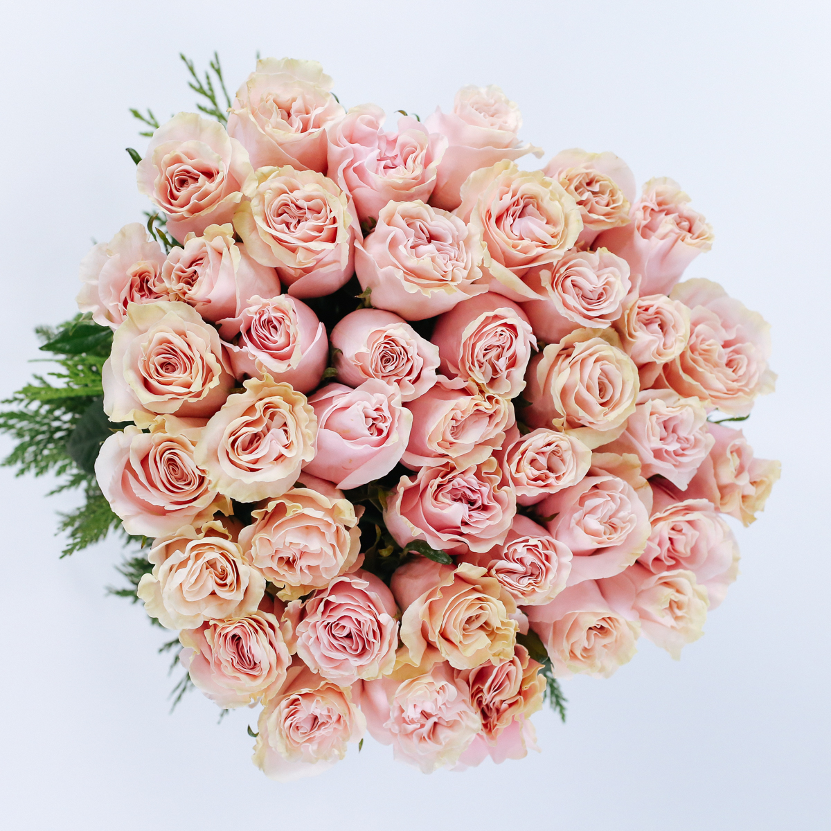 Dasher’s Christmas Ro