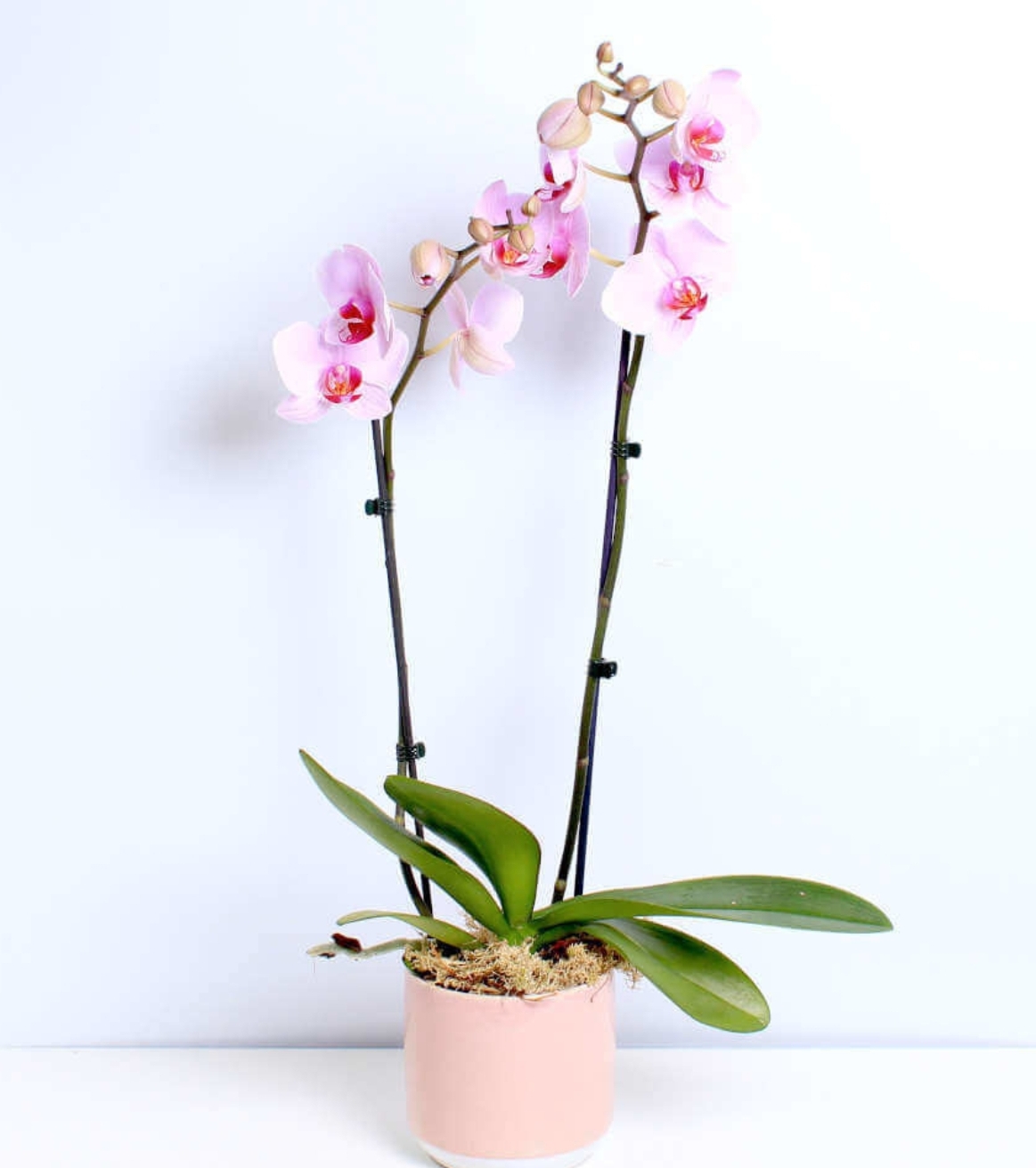 Pink Orchid planter