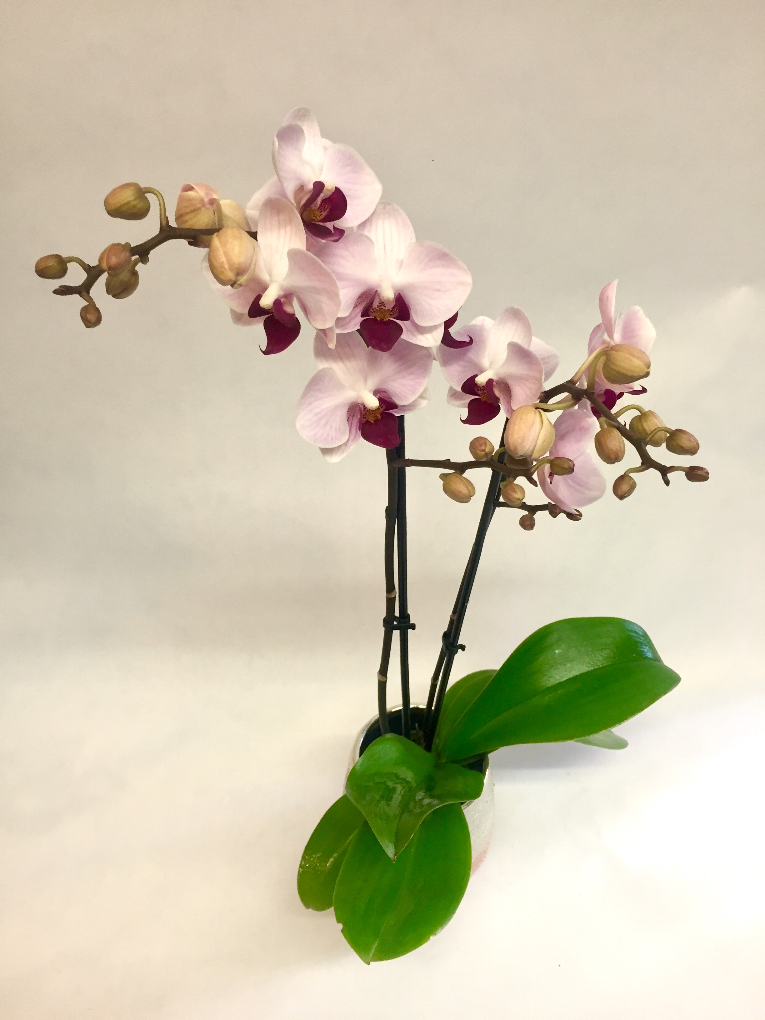 Orchid  in love 