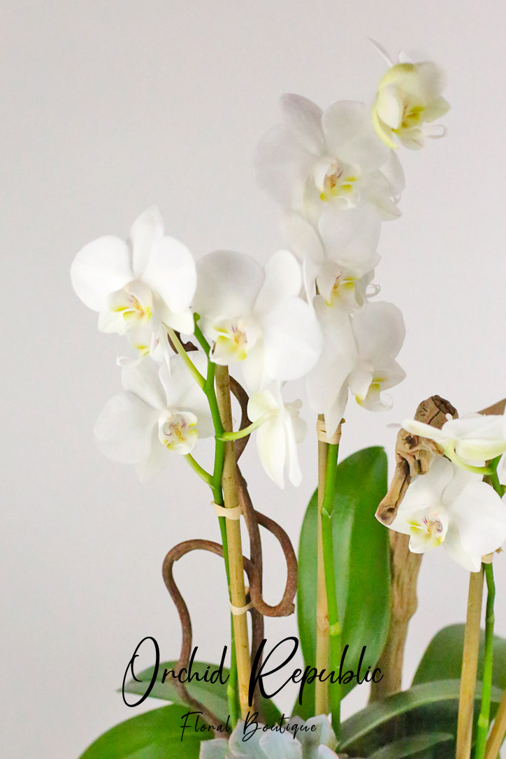 Westpark White Orchid