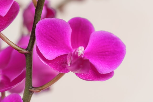 Magenta Orchid