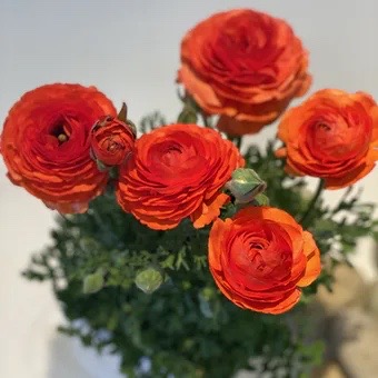 Ranunculus in-ceramic