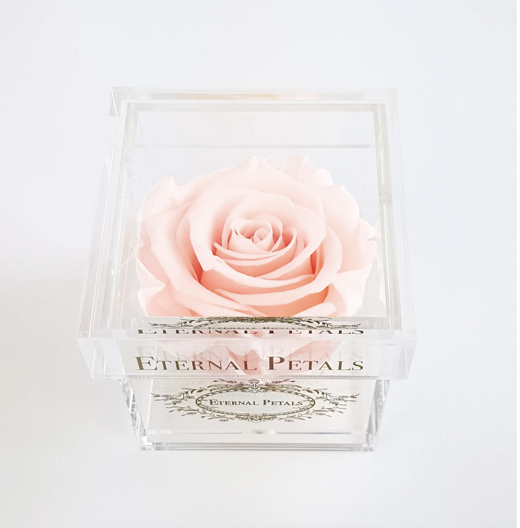Eternal Rose - BLUSH