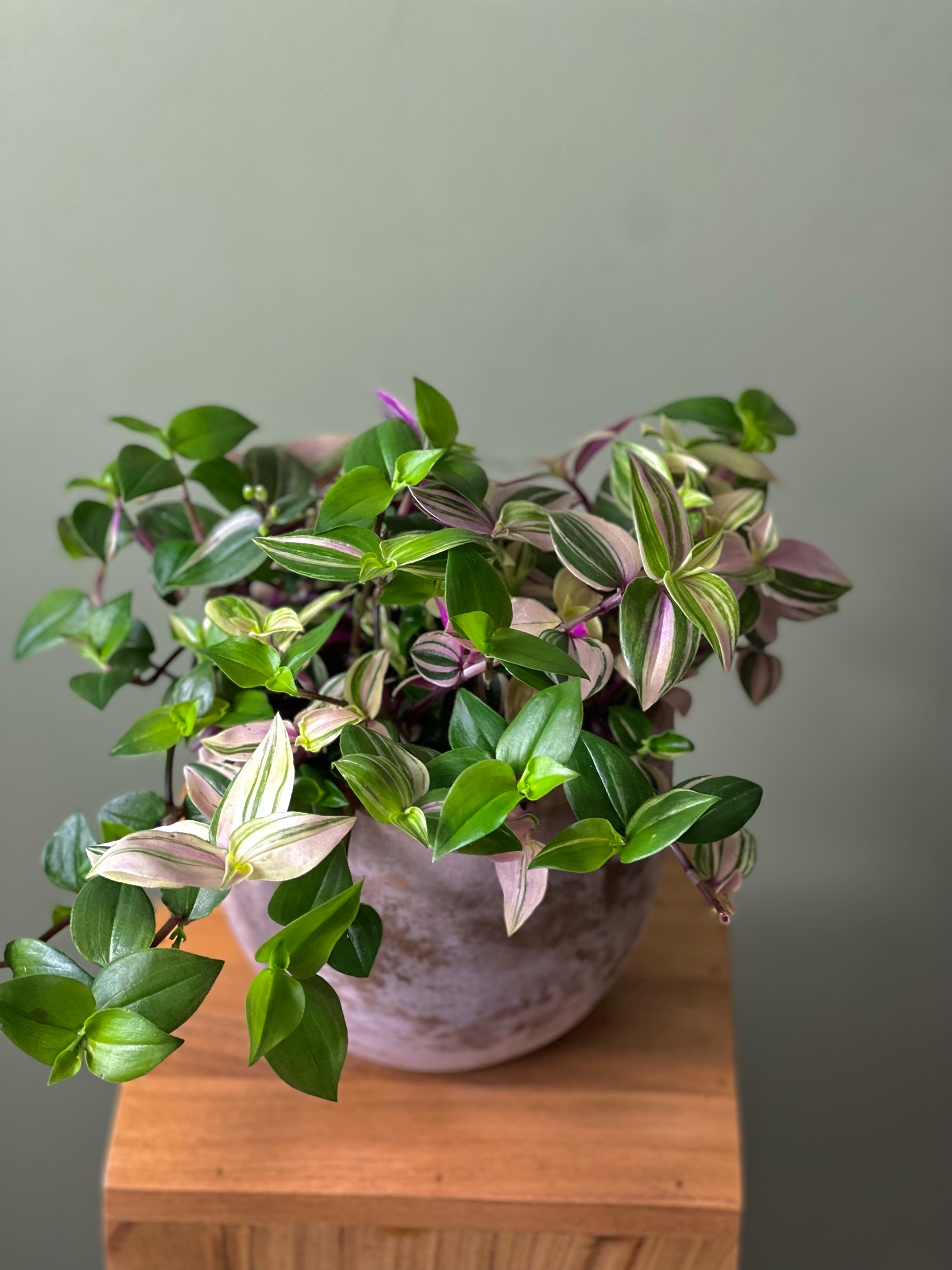 Tradescantia by F For Flower — flowers available for delivery from Floom