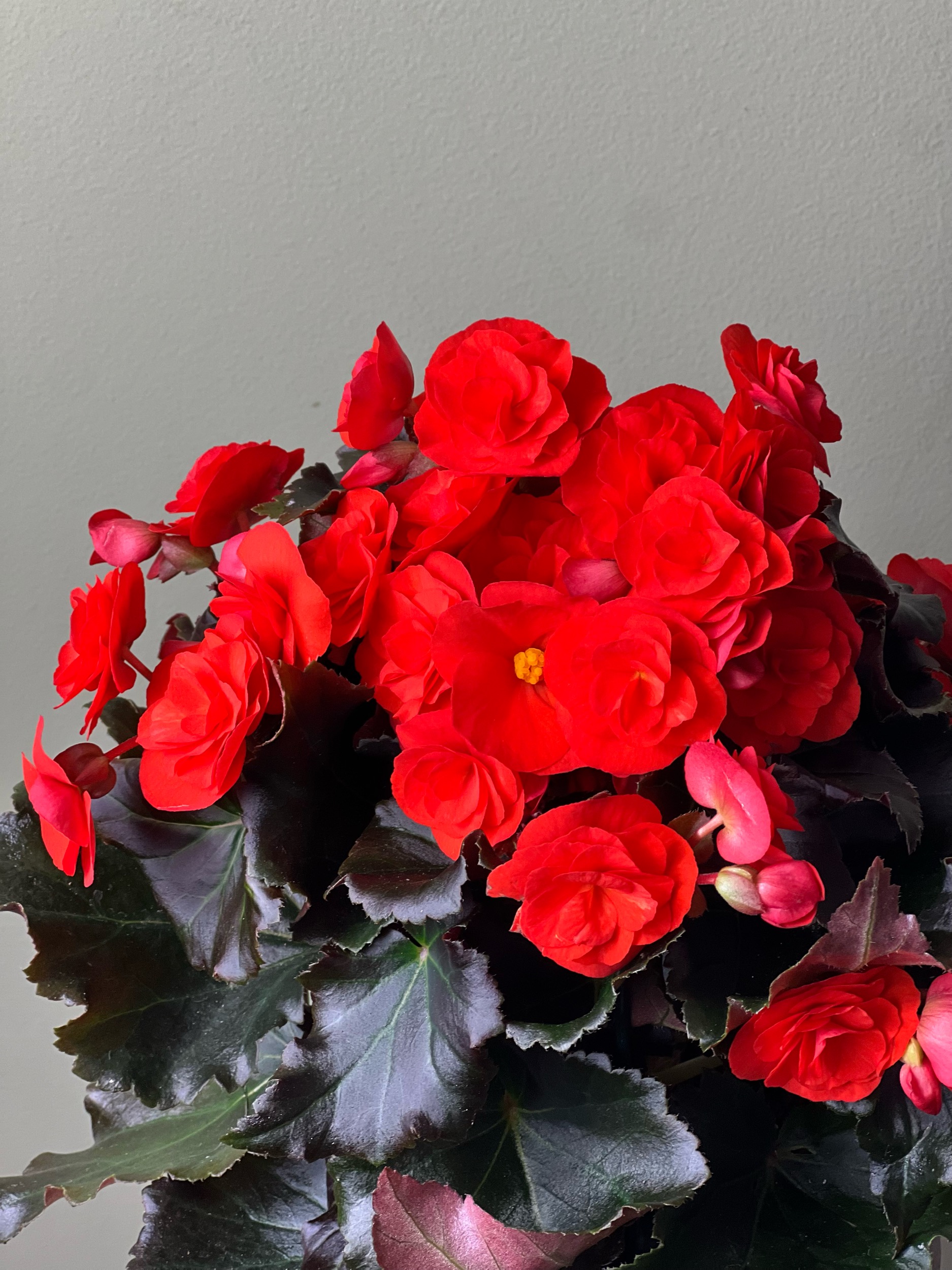 Orange Begonia