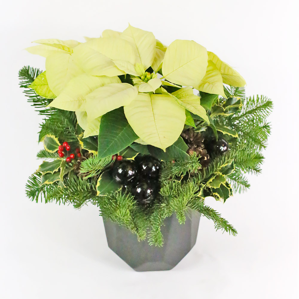 Shining Star Poinsett