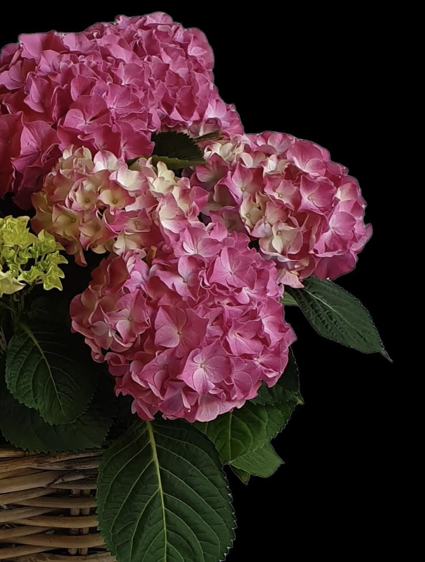Hydrangea basket