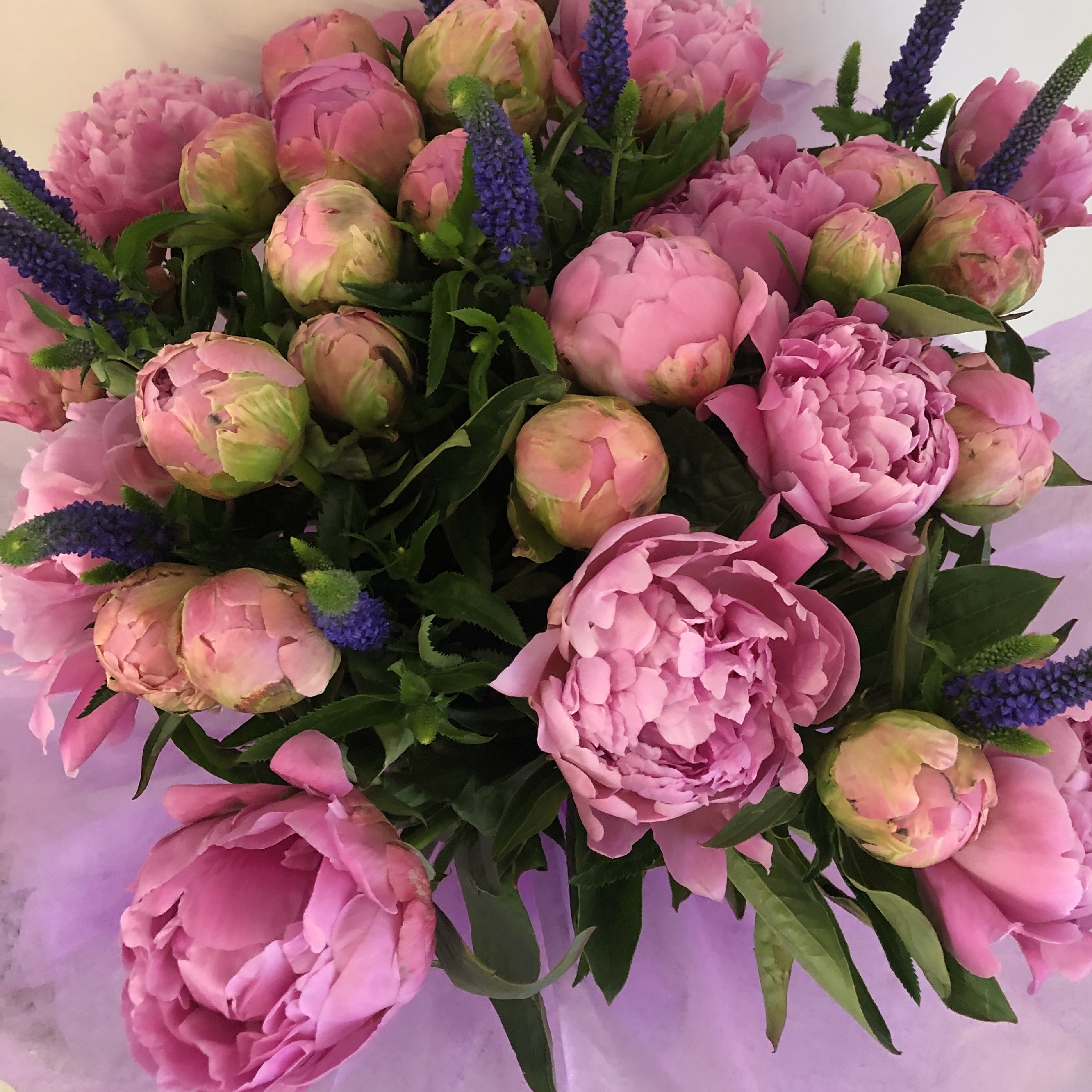 Peonies and Veronica 