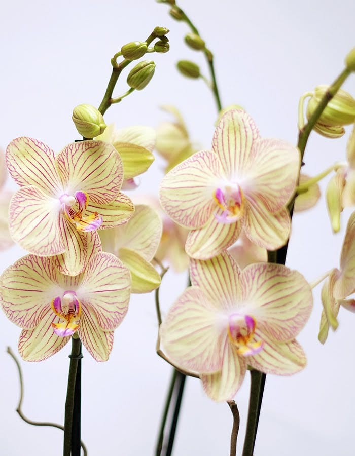 Cheerful Orchids