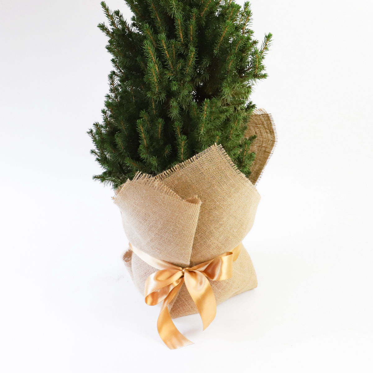 Christmas potted tree