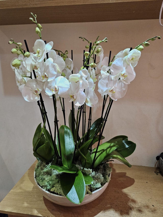 orchids paradise