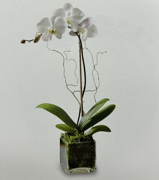 White Phalaenopsis