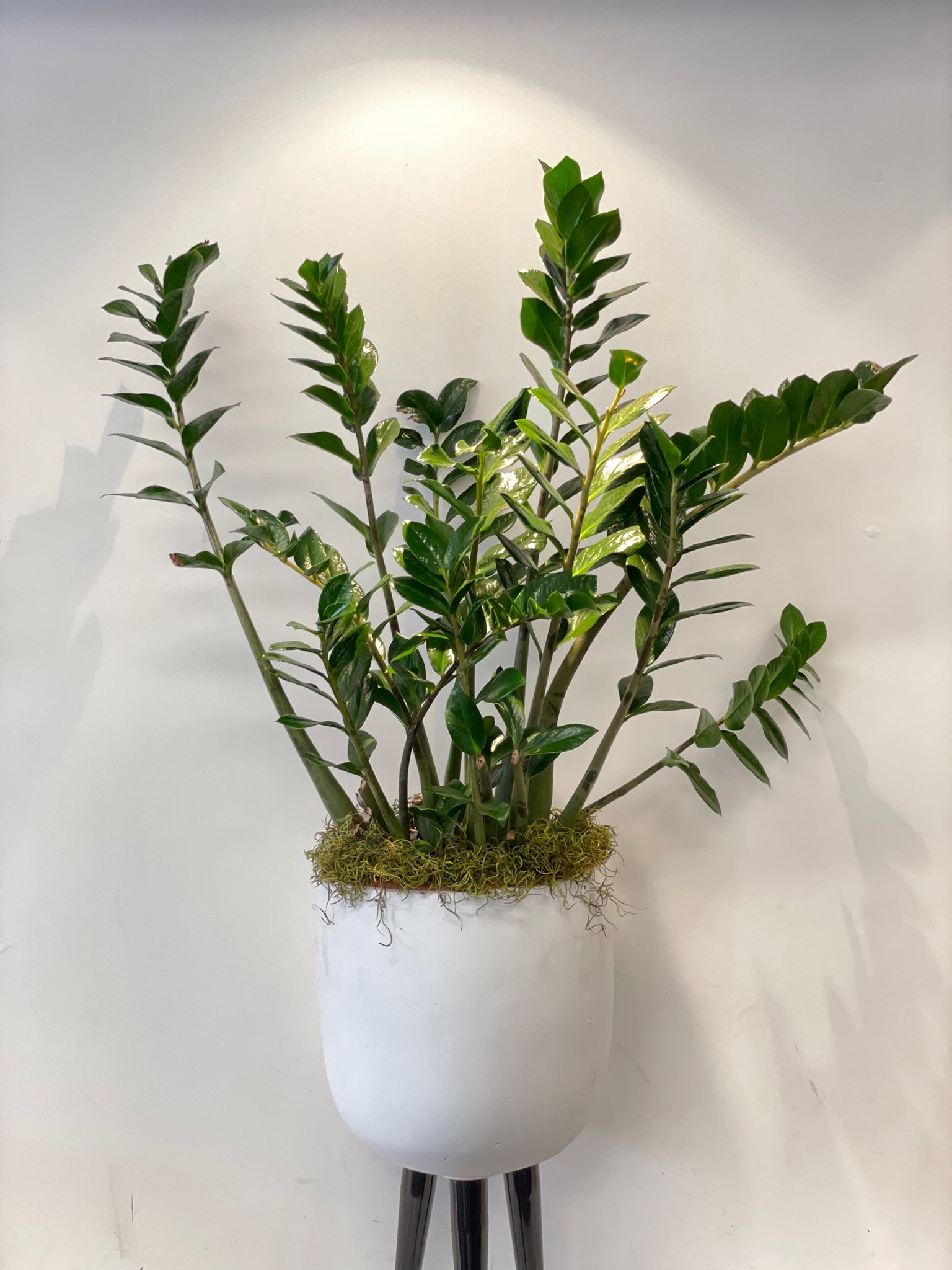Zamiifolia in pot