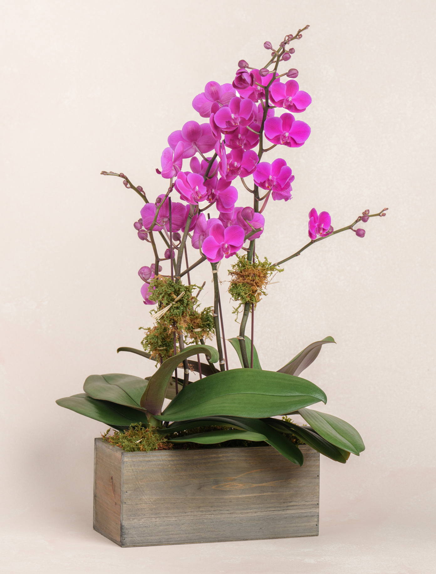 Double Magenta Orchid