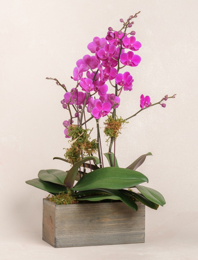 Double Magenta Orchid