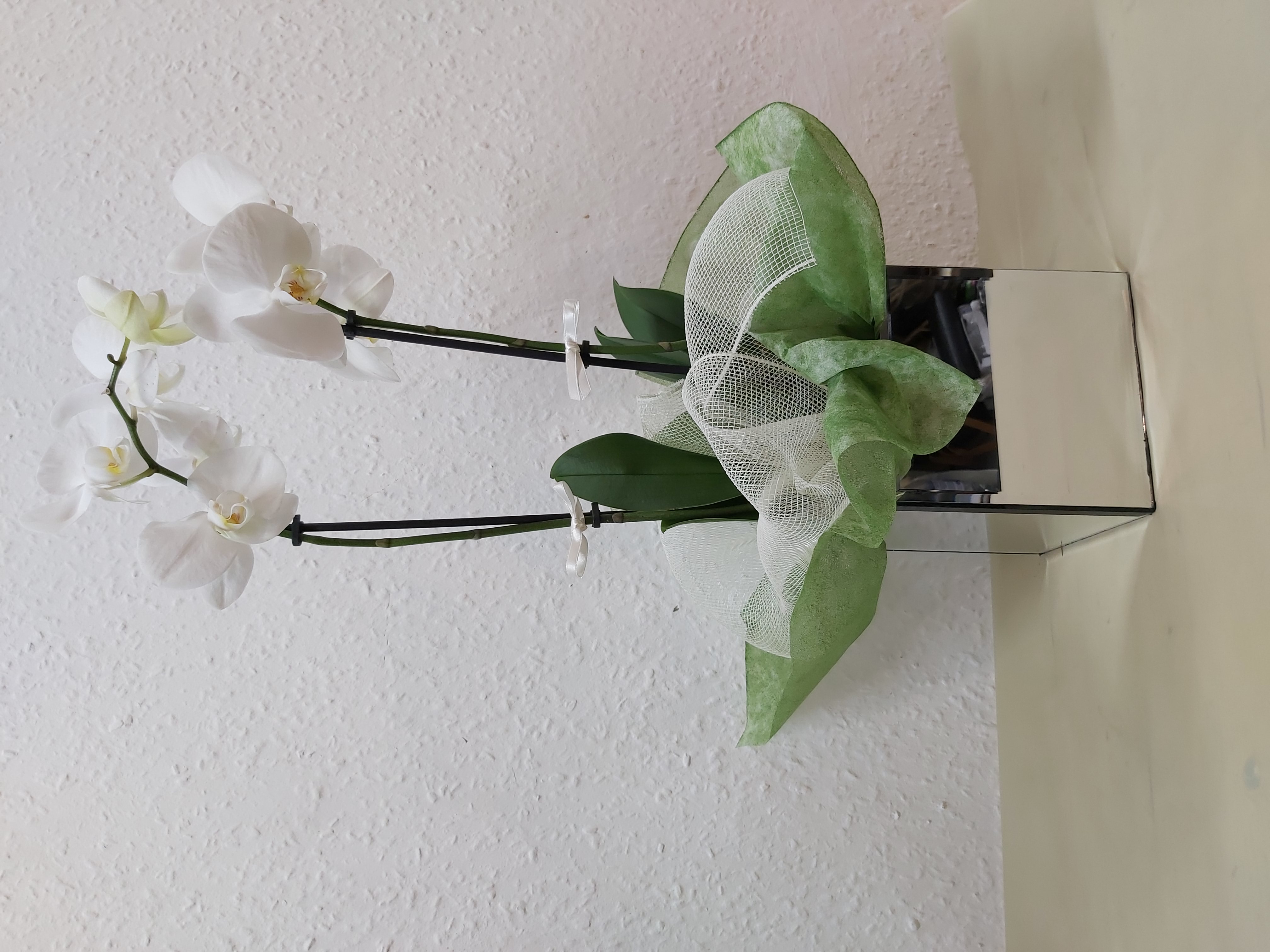 Orchid in mirror cube