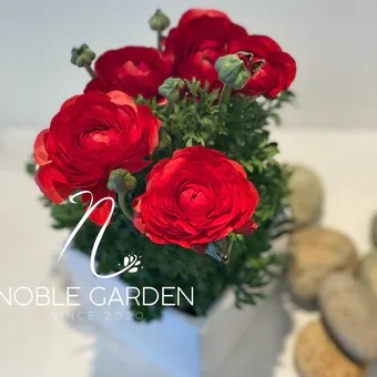 Ranunculus-in-ceramic