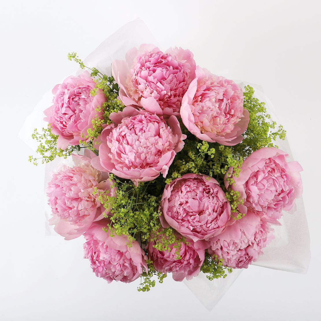 PALE PINK PEONY