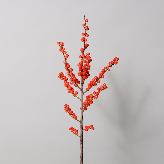Ilex berries red