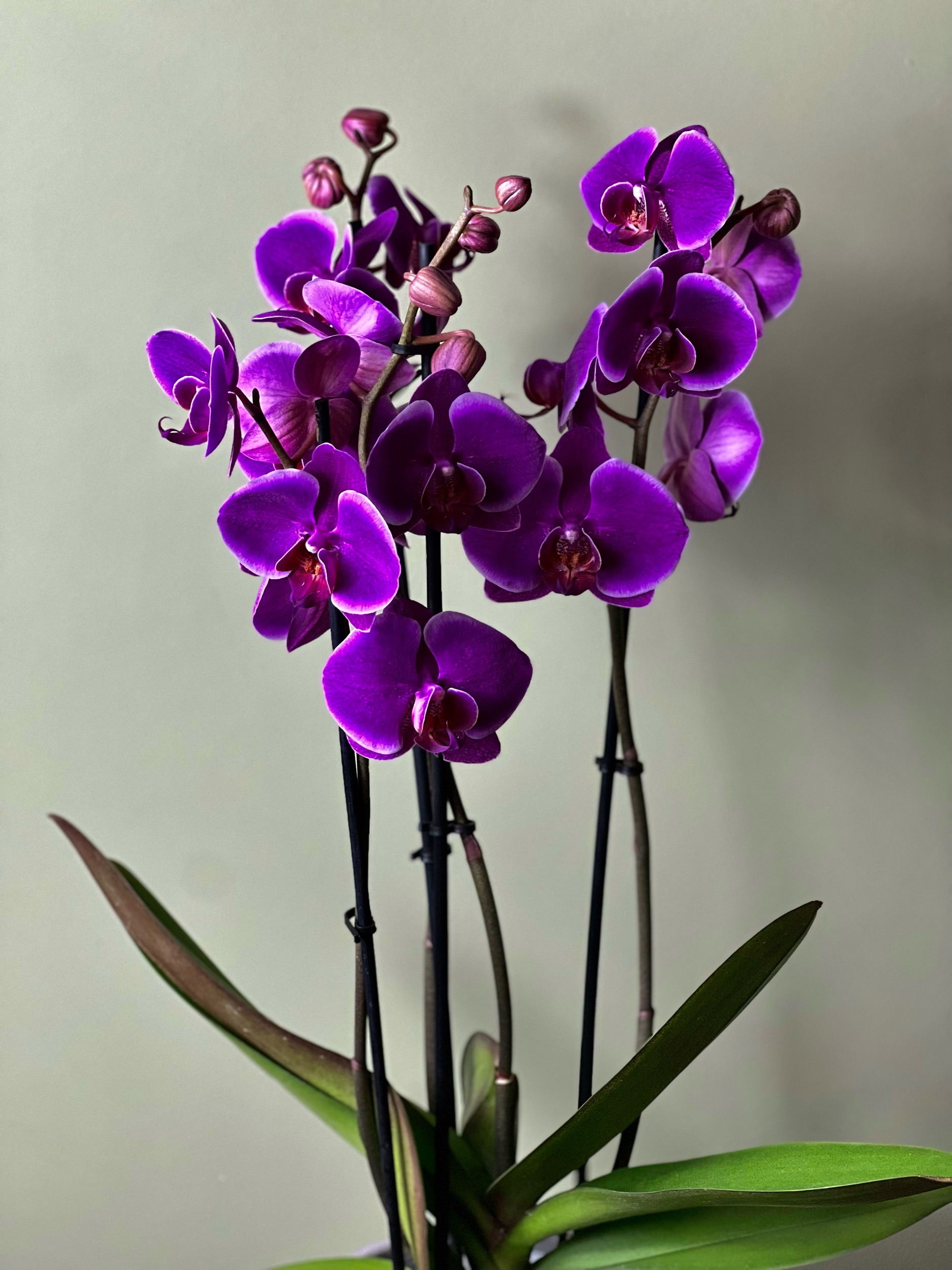 Purple  Orchid