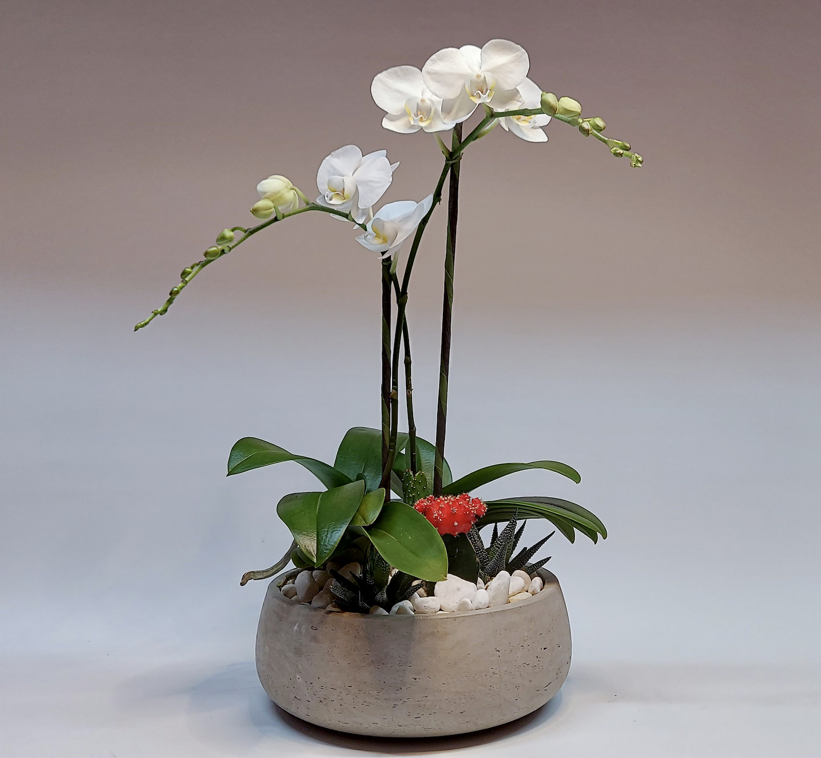 Two-stem Orchid Plant