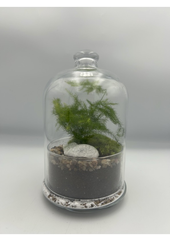 Fern Dome Terrarium