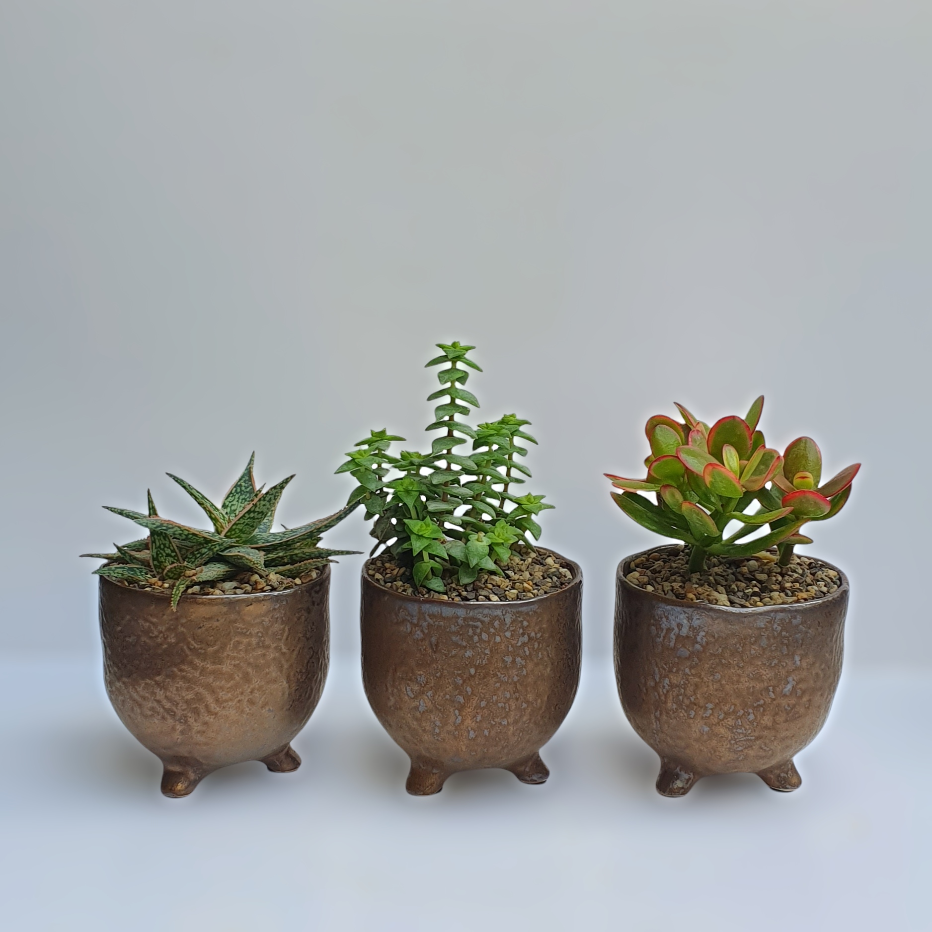 Succulents in pots