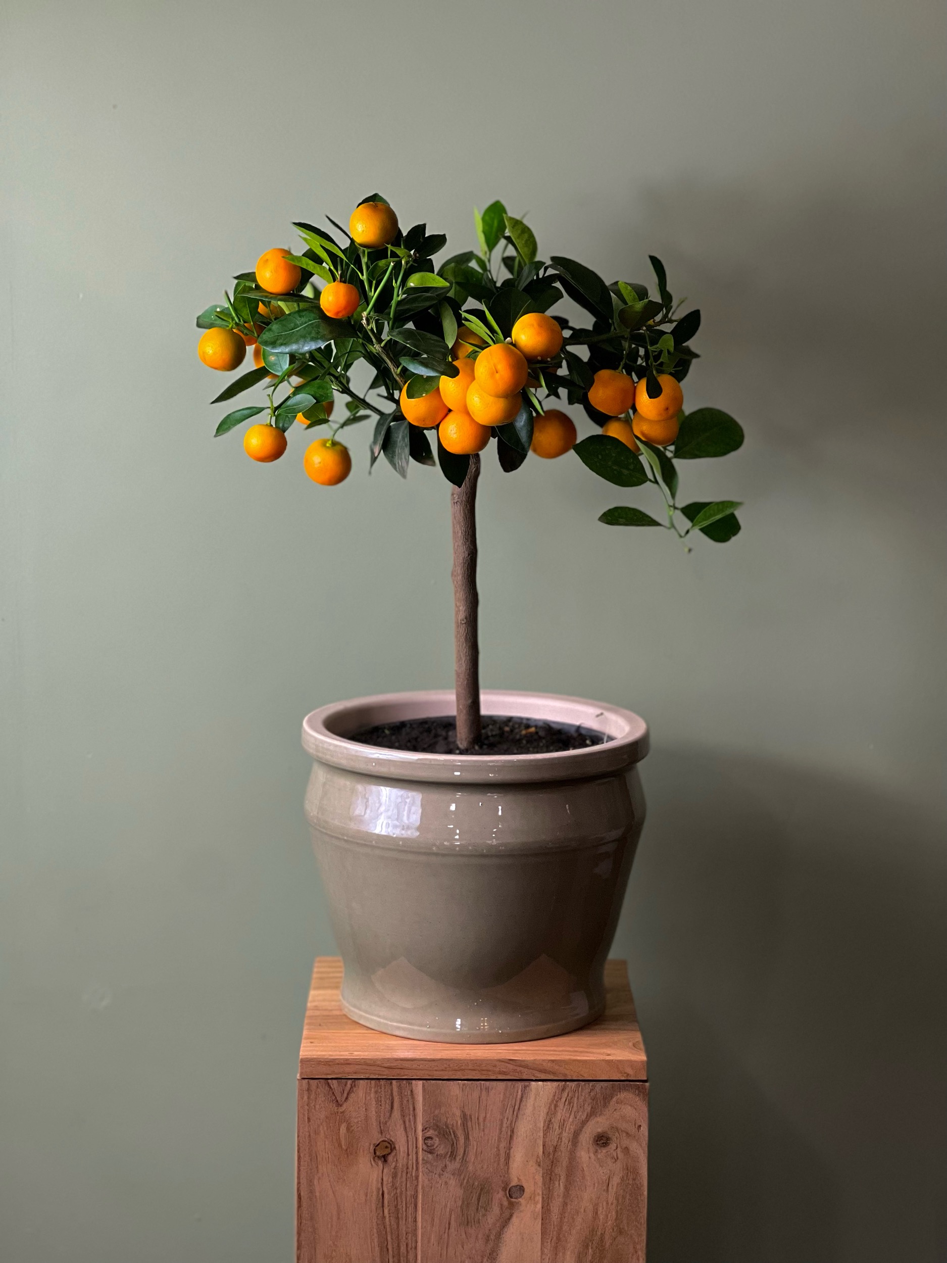 Calamontino