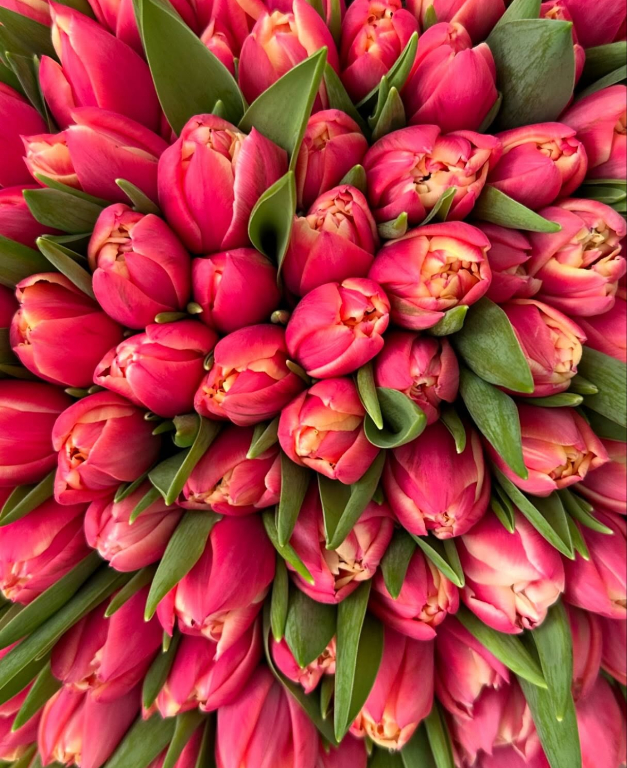 50 pink tulips
