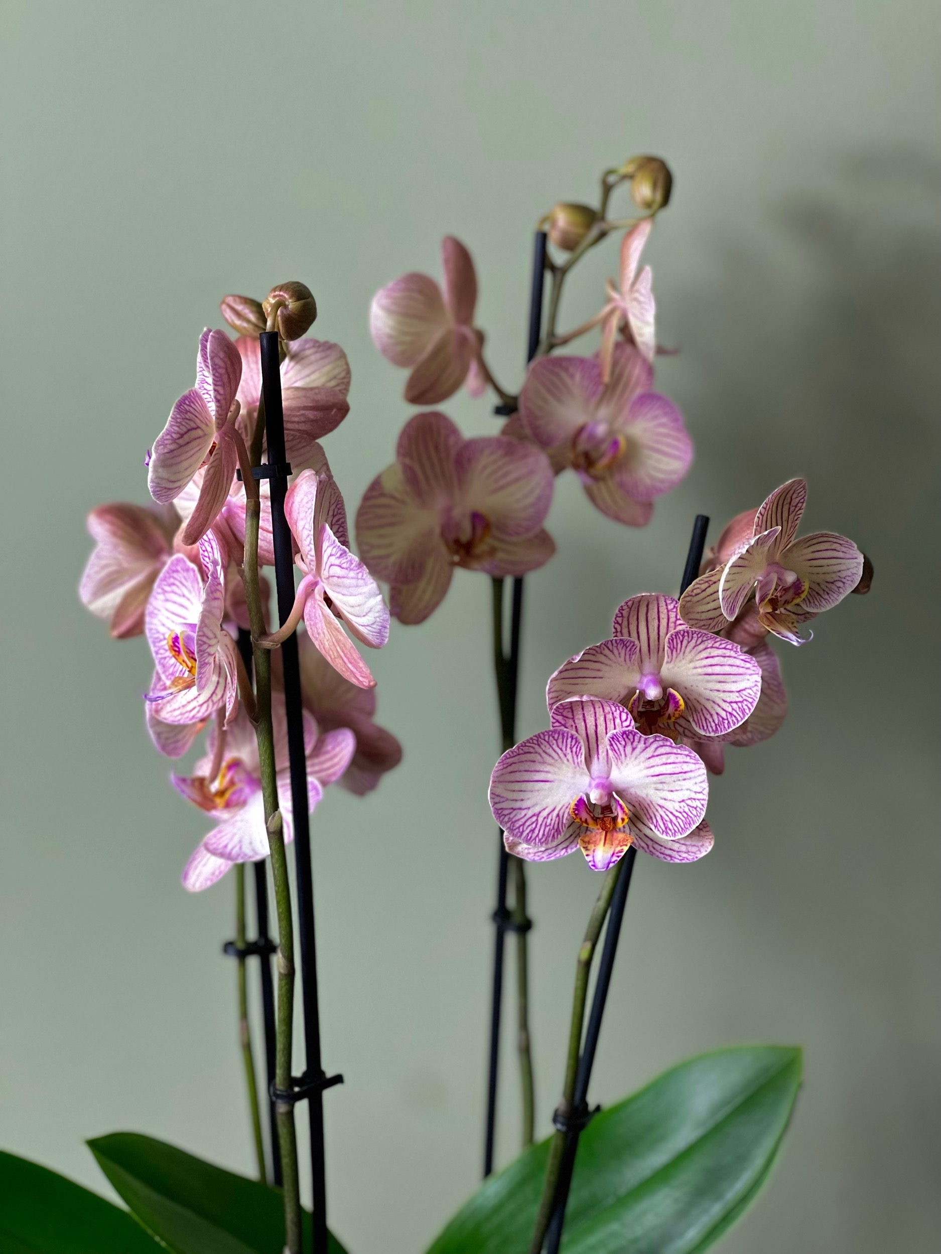 Double Colour Orchid