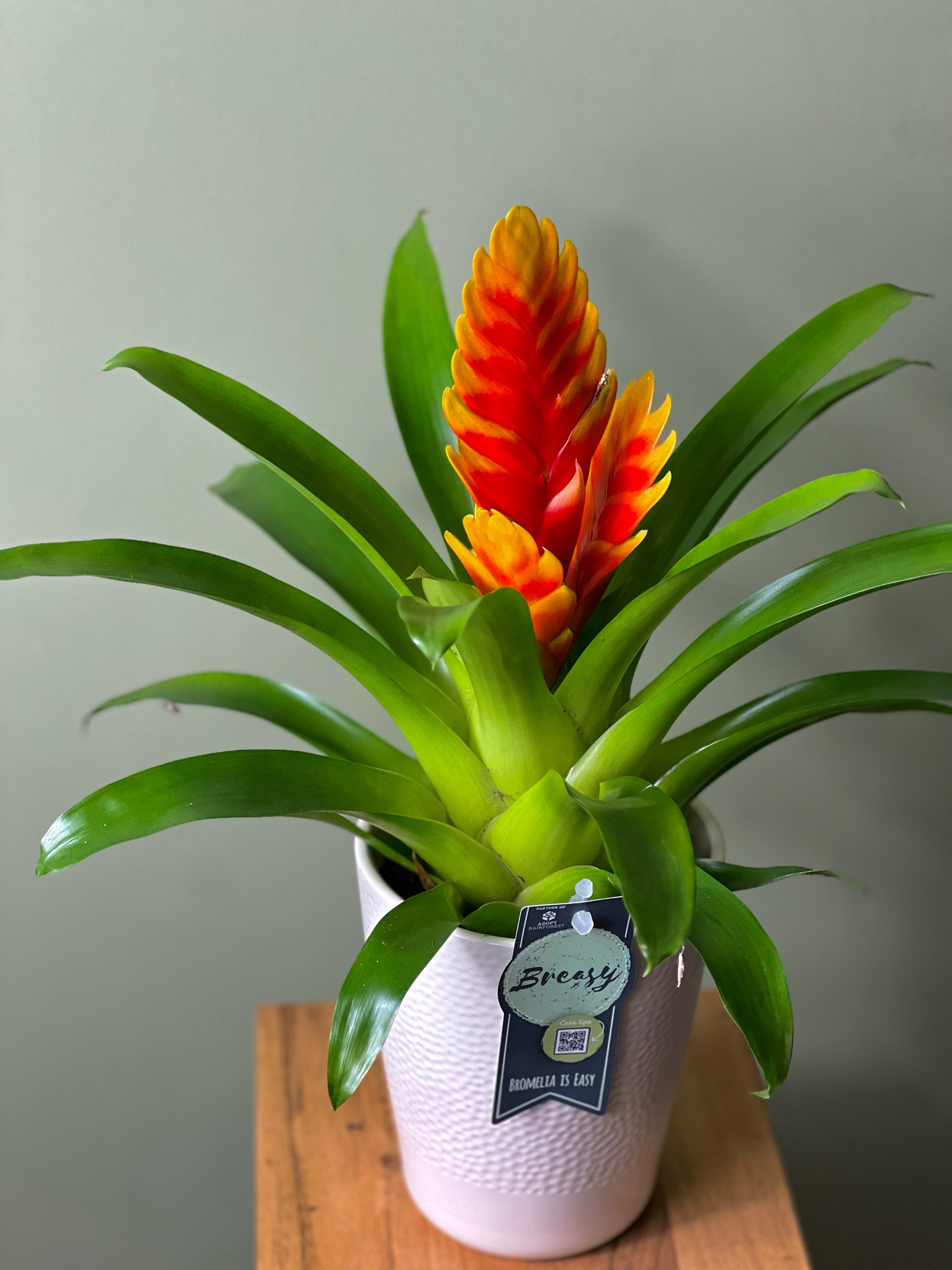 Orange Bromelia