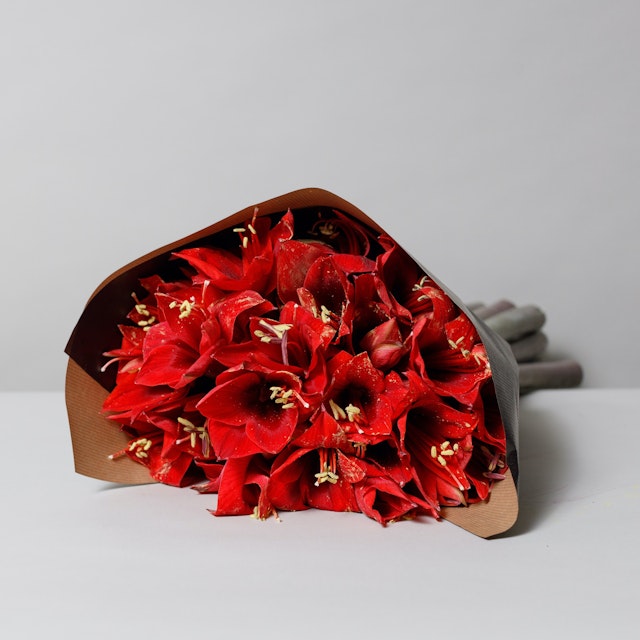 Amaryllis