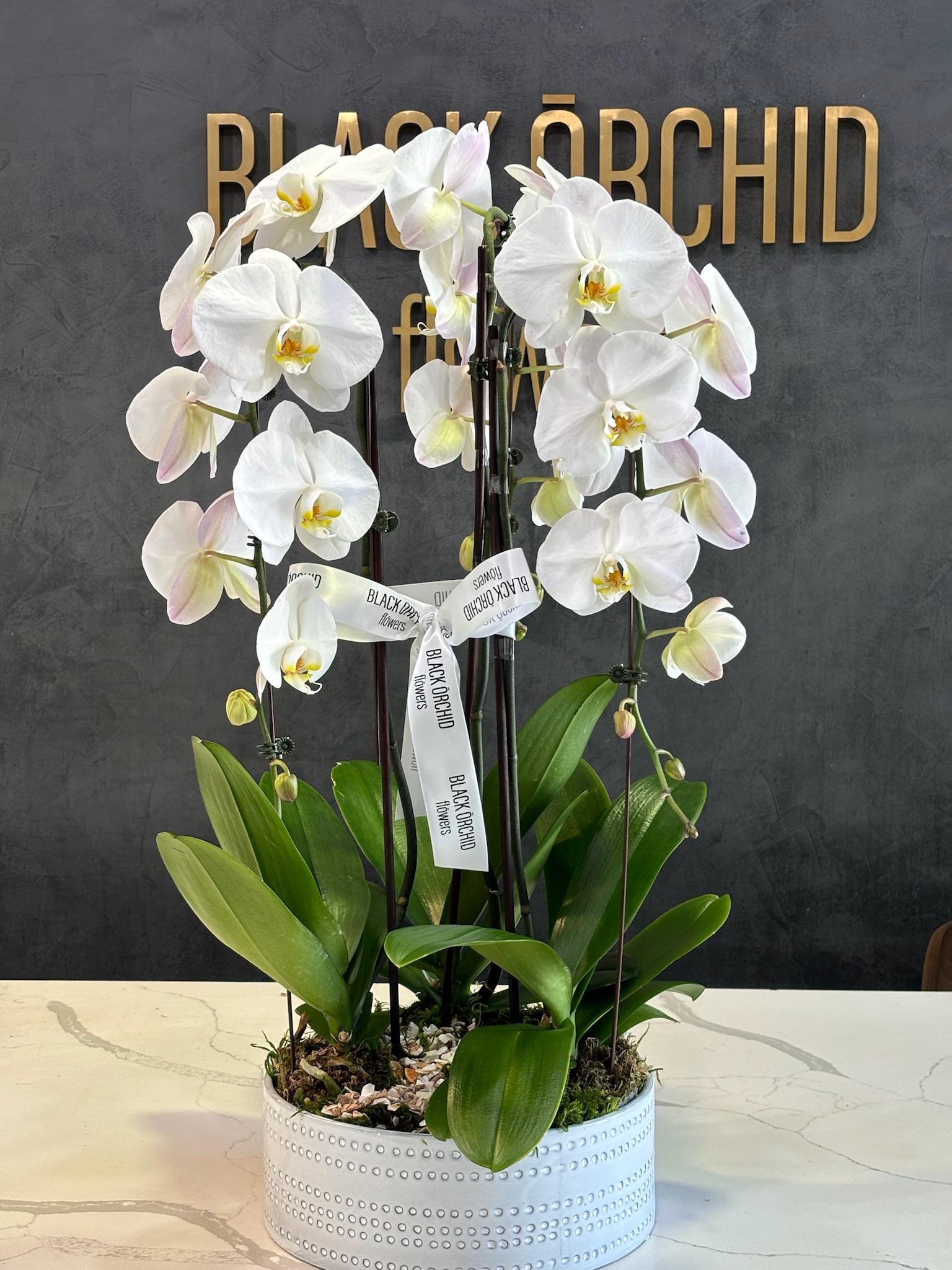 3 orchids in a pot