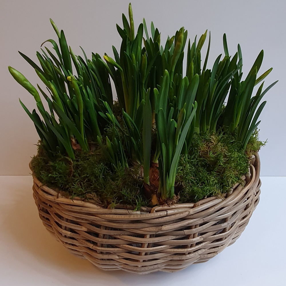 Narcissus Basket