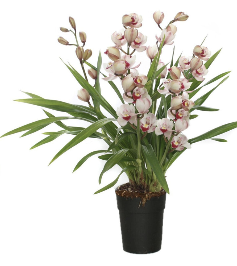 Cymbidium orchid